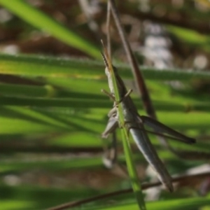 Keyacris scurra at Murrumbateman, NSW - 30 Oct 2022