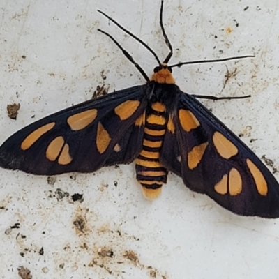 Unverified Moth (Lepidoptera) at Nambucca Heads, NSW - 31 Oct 2022 by trevorpreston