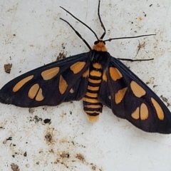Unidentified Moth (Lepidoptera) at Nambucca Heads, NSW - 31 Oct 2022 by trevorpreston
