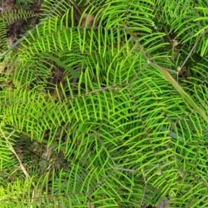 Gleichenia dicarpa at Nambucca Heads, NSW - suppressed