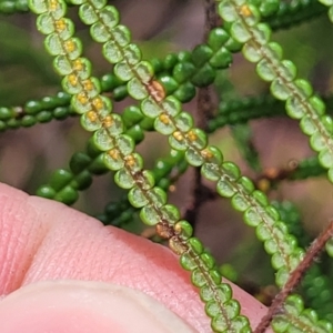 Gleichenia dicarpa at Nambucca Heads, NSW - suppressed