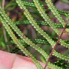 Gleichenia dicarpa at Nambucca Heads, NSW - suppressed