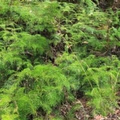 Gleichenia dicarpa at Nambucca Heads, NSW - suppressed