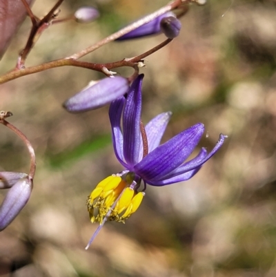 Dianella sp. (Flax Lily) at Nambucca Heads, NSW - 31 Oct 2022 by trevorpreston