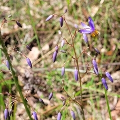 Dianella sp. at Nambucca Heads, NSW - 31 Oct 2022