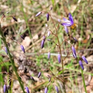 Dianella sp. at Nambucca Heads, NSW - 31 Oct 2022