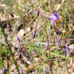 Dianella sp. at Nambucca Heads, NSW - 31 Oct 2022 11:26 AM