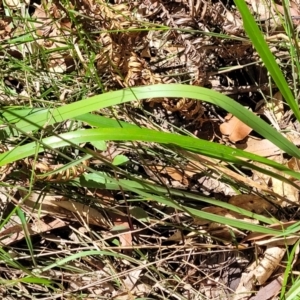 Dianella sp. at Nambucca Heads, NSW - 31 Oct 2022 11:26 AM