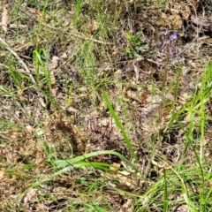Dianella sp. at Nambucca Heads, NSW - 31 Oct 2022 11:26 AM