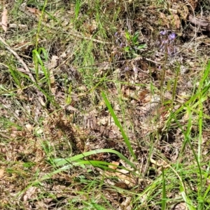 Dianella sp. at Nambucca Heads, NSW - 31 Oct 2022 11:26 AM