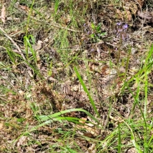 Dianella sp. at Nambucca Heads, NSW - 31 Oct 2022