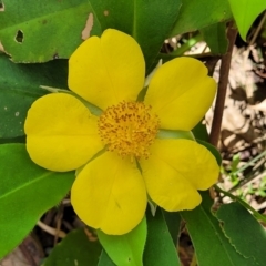 Hibbertia scandens (Climbing Guinea Flower) at Nambucca Heads, NSW - 31 Oct 2022 by trevorpreston