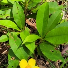 Hibbertia scandens at Nambucca Heads, NSW - 31 Oct 2022