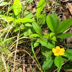 Hibbertia scandens at Nambucca Heads, NSW - 31 Oct 2022