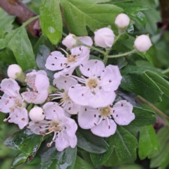 Crataegus monogyna (Hawthorn) at Watson, ACT - 31 Oct 2022 by abread111