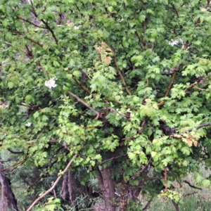 Crataegus monogyna at Watson, ACT - 31 Oct 2022