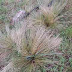 Nassella trichotoma (Serrated Tussock) at Watson, ACT - 30 Oct 2022 by abread111