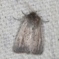 Bathytricha truncata (Sugarcane Stem Borer, Maned Moth) at O'Connor, ACT - 30 Oct 2022 by ibaird