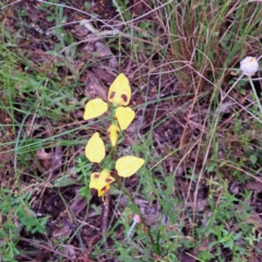 Diuris sulphurea (Tiger Orchid) at Mount Majura - 30 Oct 2022 by abread111