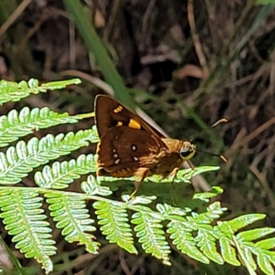 Trapezites symmomus (Splendid Ochre) at Nambucca Heads, NSW - 31 Oct 2022 by trevorpreston