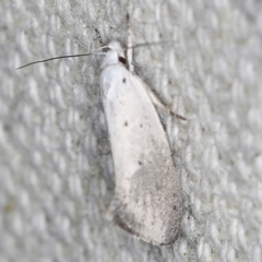 Thalerotricha mylicella (Wingia Group) at O'Connor, ACT - 30 Oct 2022 by ibaird