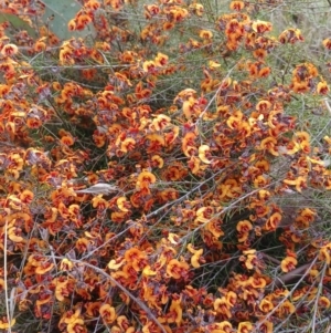 Dillwynia sp. Yetholme (P.C.Jobson 5080) NSW Herbarium at Tennent, ACT - suppressed