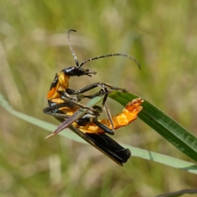 Chauliognathus lugubris (Plague Soldier Beetle) at Namadgi National Park - 27 Oct 2022 by RobG1