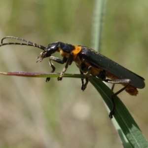 Chauliognathus lugubris at Tennent, ACT - 27 Oct 2022