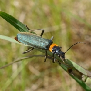 Chauliognathus lugubris at Tennent, ACT - 27 Oct 2022