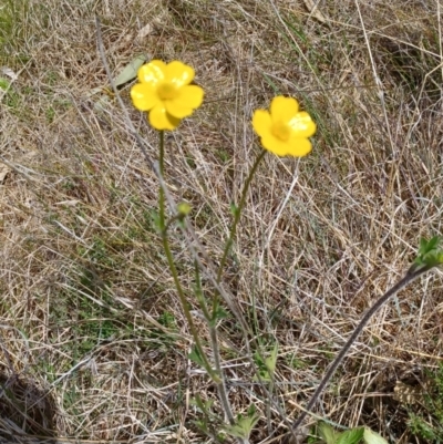 Ranunculus lappaceus (Australian Buttercup) at Tennent, ACT - 10 Oct 2022 by Portia