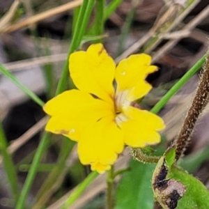 Goodenia rotundifolia at Nambucca Heads, NSW - 31 Oct 2022