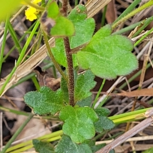 Goodenia rotundifolia at Nambucca Heads, NSW - 31 Oct 2022