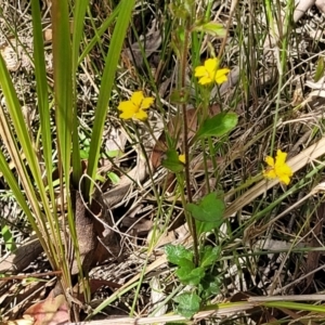 Goodenia rotundifolia at Nambucca Heads, NSW - 31 Oct 2022