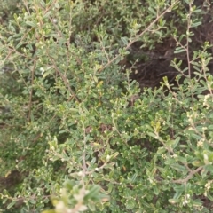 Pomaderris angustifolia (Pomaderris) at Tennent, ACT - 12 Oct 2022 by Portia