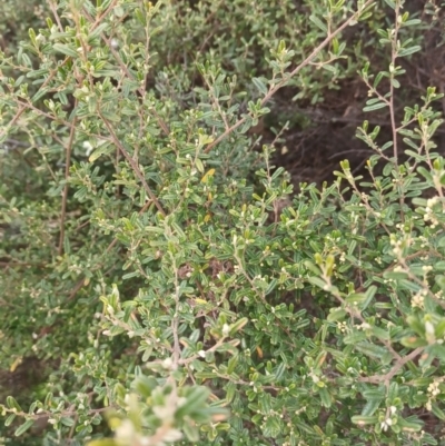 Pomaderris angustifolia (Pomaderris) at Tennent, ACT - 11 Oct 2022 by Portia