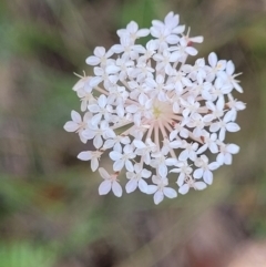 Trachymene incisa (Native Parsnip) at Nambucca State Forest - 31 Oct 2022 by trevorpreston