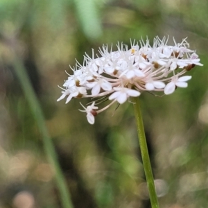 Trachymene incisa at Nambucca Heads, NSW - 31 Oct 2022