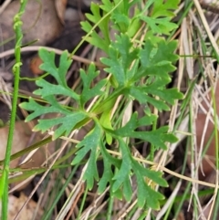 Trachymene incisa at Nambucca Heads, NSW - 31 Oct 2022