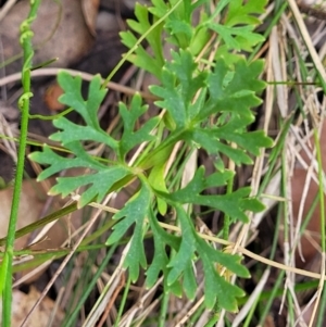 Trachymene incisa at Nambucca Heads, NSW - 31 Oct 2022