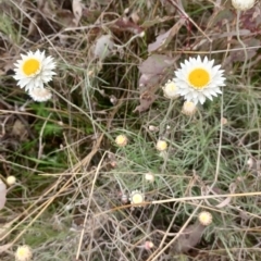 Leucochrysum albicans (Hoary Sunray) at Tennent, ACT - 11 Oct 2022 by Portia