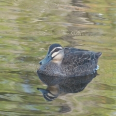 Anas superciliosa (Pacific Black Duck) at Lyneham, ACT - 28 Feb 2020 by Sam_