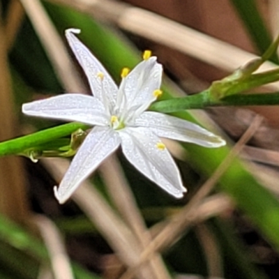 Caesia parviflora (Pale Grass-lily) at Nambucca Heads, NSW - 31 Oct 2022 by trevorpreston