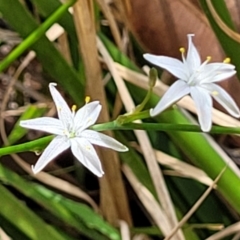 Caesia parviflora at Nambucca Heads, NSW - 31 Oct 2022