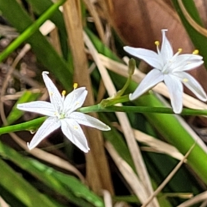 Caesia parviflora at Nambucca Heads, NSW - 31 Oct 2022 11:18 AM