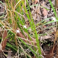 Caesia parviflora at Nambucca Heads, NSW - 31 Oct 2022