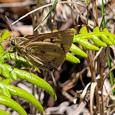 Trapezites eliena (Orange Ochre) at Nambucca Heads, NSW - 31 Oct 2022 by trevorpreston