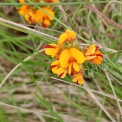 Pultenaea procumbens (Bush Pea) at Tennent, ACT - 28 Oct 2022 by Portia