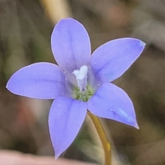Wahlenbergia stricta subsp. stricta (Tall Bluebell) at Nambucca State Forest - 31 Oct 2022 by trevorpreston