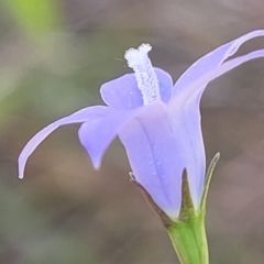 Wahlenbergia stricta subsp. stricta at Nambucca Heads, NSW - 31 Oct 2022 11:14 AM