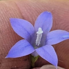 Wahlenbergia stricta subsp. stricta at Nambucca Heads, NSW - 31 Oct 2022